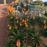Aloe Sirius 16 - Garden Express Australia