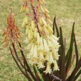 Aloe Winter Bells (pbr) ™