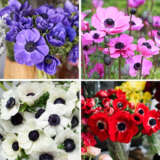 Anemone Poppy Collection Colanecol 2025 - Garden Express Australia