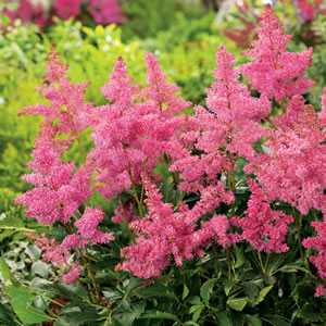 Astilbe Pink 141 - Garden Express