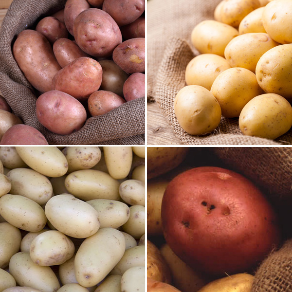 Certified Seed Potato Autumn Collection 1