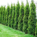 Conifer Smaragd - Garden Express