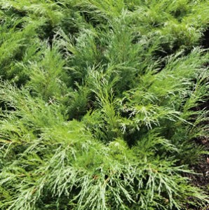 Conifer Sabina - Garden Express