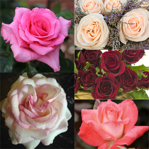 CUT FLOWER COLLECTION 5 ROSES - Garden Express