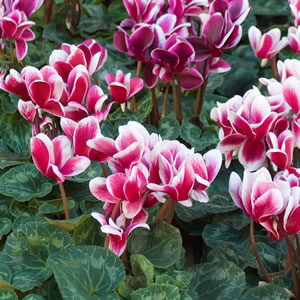 Cyclamen Growing Guide - Garden Express - Online Nursery