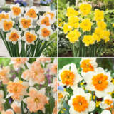 Daffodil Butterfly Collection 2025 Coldafbco - Garden Express Australia