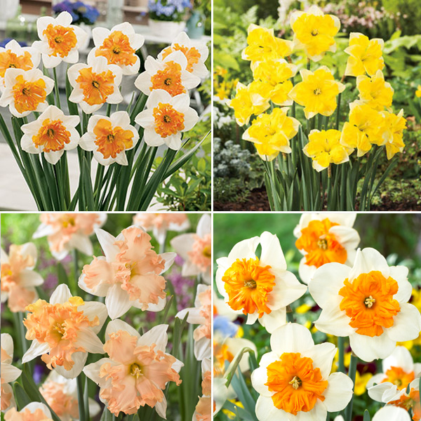 Daffodil Butterfly Collection