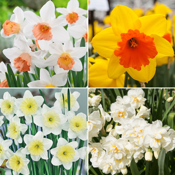 Daffodil Garden Collection 1