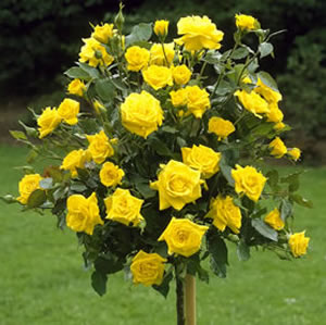 STANDARD ROSE - FRIESIA - Garden Express