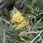 Grevillea Lemon Supreme - Garden Express