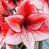 Hippeastrum Charisma 16 - Garden Express Australia