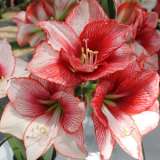 Hippeastrum Charisma