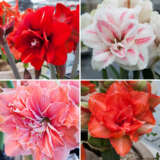 Hippeastrum Double Collection 1 2024 Colhipdc1 - Garden Express Australia