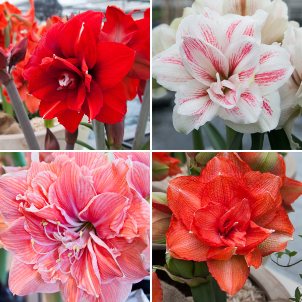 Hippeastrum Double Collection 1