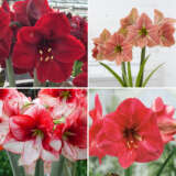 Hippeastrum Exquisite Collection 2024 Colhipeco - Garden Express Australia