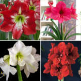 Hippeastrum Favourites Collection 2024 Colhipfco - Garden Express Australia