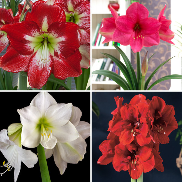 Hippeastrum Favourites Collection