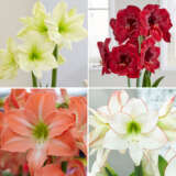 Hippeastrum Premium Collection 2024 Colhippco - Garden Express Australia