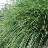 Lomandra Longifolia2013 - Garden Express Australia