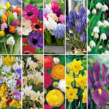 Mega Gardners Favourite Collection Colmgfcol 2017 - Garden Express Australia