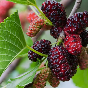 Mulberry Black - Garden Express