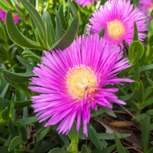 Native Pigface 14 - Garden Express Australia