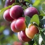 Plum Santa Rosa St 203385463 15 - Garden Express Australia