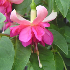 FUCHSIA PRISCILLA ANNE-LOUISE - Garden Express