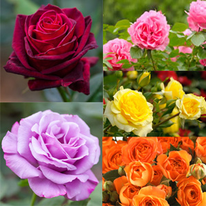 Rose Collections - Garden Express