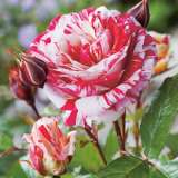 Floribunda Roses 2024