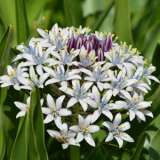 Scilla Peruviana Hughii- Cuban Lily Pale Blue