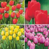 Tulip Darwin Hybrid Collection Bold Colours Coltuldhc 2025 - Garden Express Australia