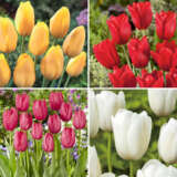 Tulip Single Late Collection Coltulslc 2025 - Garden Express Australia