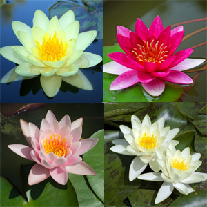 WATER LILY COLLECTION 4 PLANTS - Garden Express