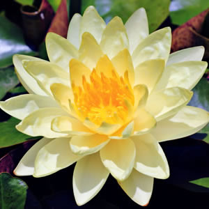 WATER LILY CHROMATELLA - Garden Express