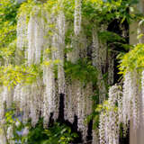 Wisteria Alba Japanese White - Garden Express Australia