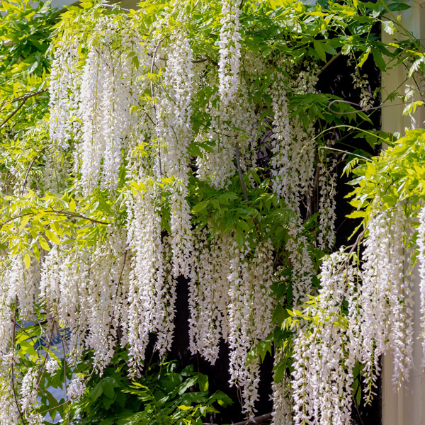 Wisteria Alba- Japanese White