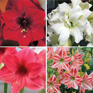 HIPPEASTRUM PREMIUM COLLECTION - Garden Express