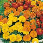 Seed - Marigold (French) Dwarf Double Mixed - Garden Express