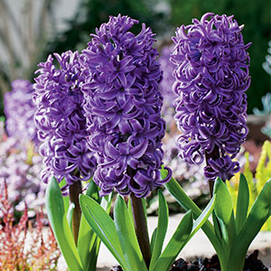 Hyacinth Purple Star - Garden Express Australia