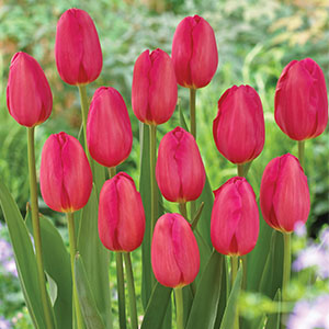 Tulip La Romaine
