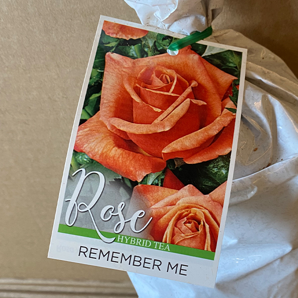 Rose Remember Me