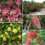 Grevillea Collection Aug 2024 Colgrecol - Garden Express Australia