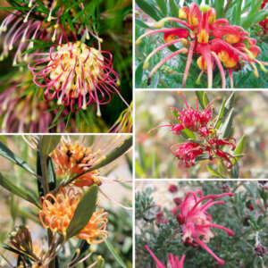 Grevillea Ned Kelly - Garden Express