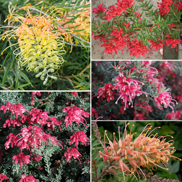 Grevillea Collection