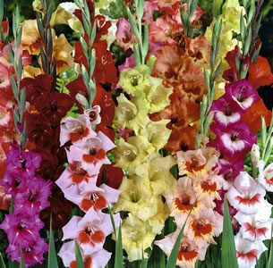 GLADIOLI BI-COLOUR BLEND - Garden Express