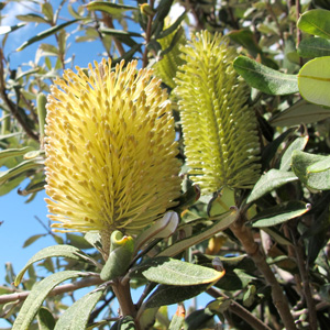 Banksia Integrifolia Prostrate 15 St 101981581 - Garden Express Australia