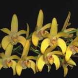 Dendrobium Orchids