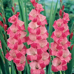 GLADIOLI CANTATE - Garden Express