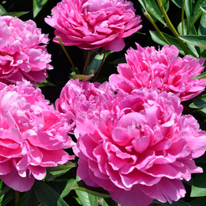 Peony Rose Edulus Superba 15 St 256210033 - Garden Express Australia